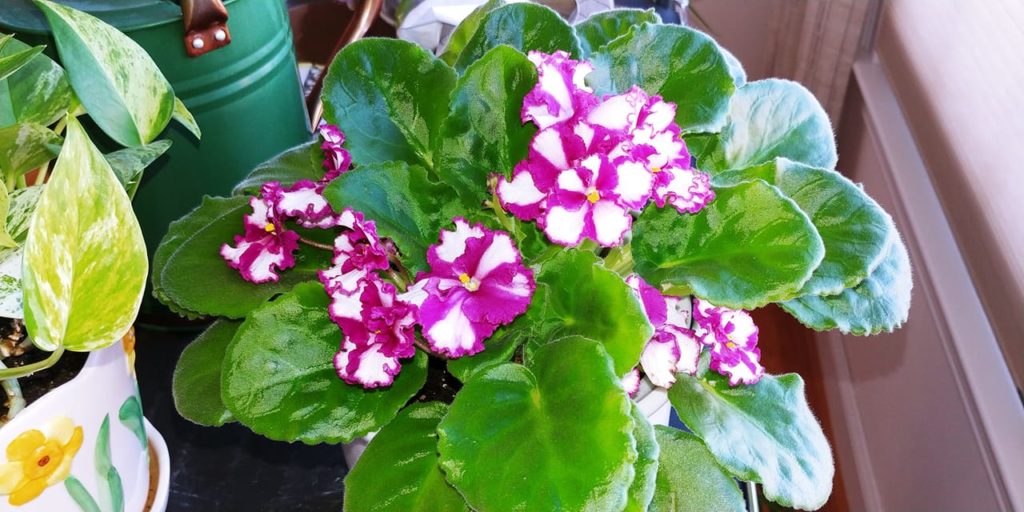 African violet